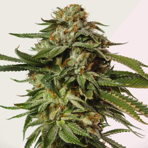 Kera Seeds - NLX Special