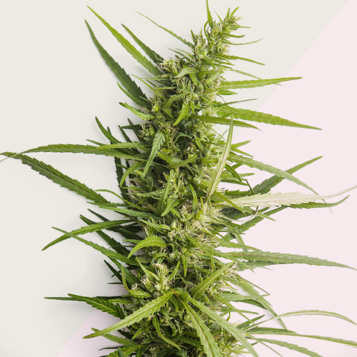 Kera Seeds - Northern Light