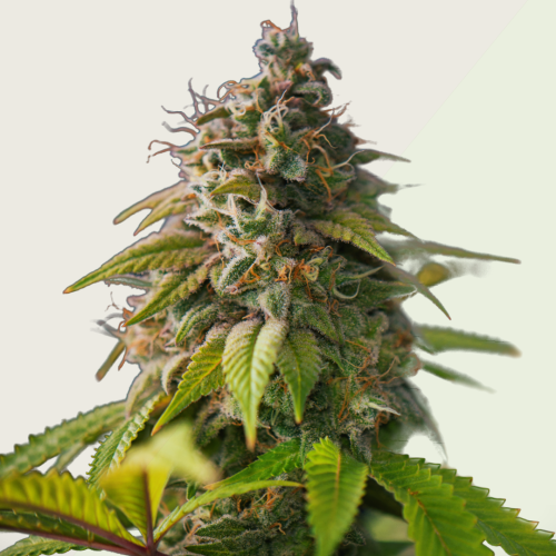 Kera Seeds - OG Kush Auto