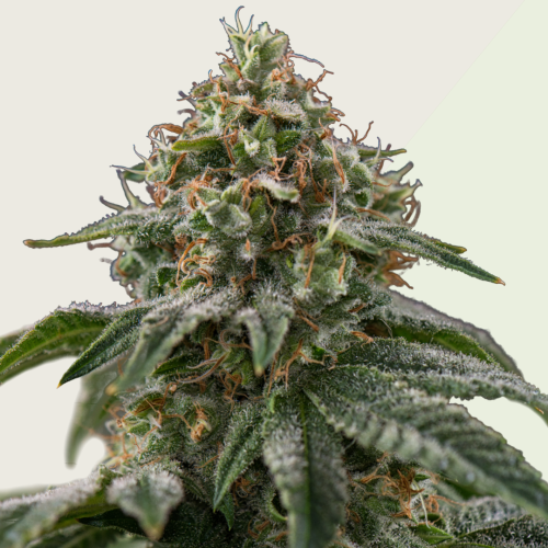 Kera Seeds - Greengo Bio Haze Auto