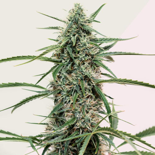 Kera Seeds - Hurricane Outdoor
