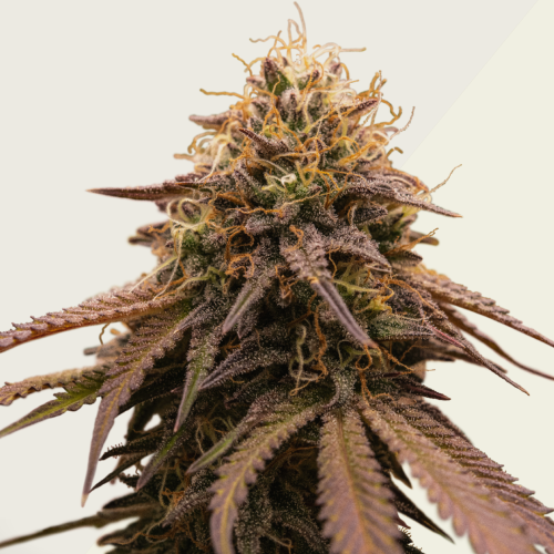 Kera Seeds - Cherry Grapefruit Auto