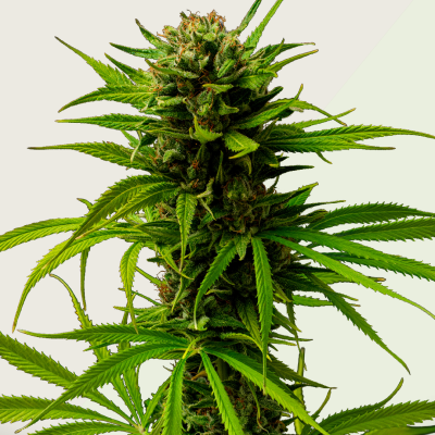 Kera Seeds - Keramatic Auto