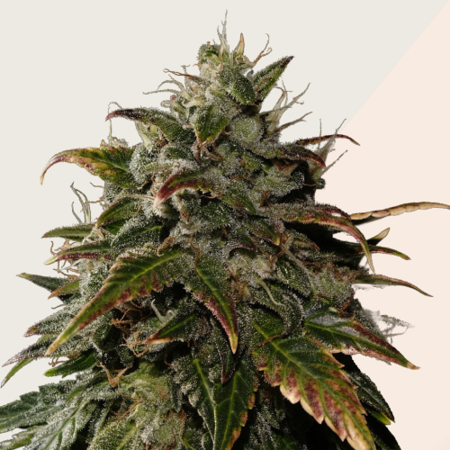 Kera Seeds - LA Widow