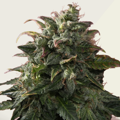 Kera Seeds - Venice Beach Afghan Auto