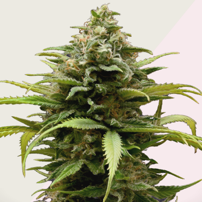 Kera Seeds - White Thunder