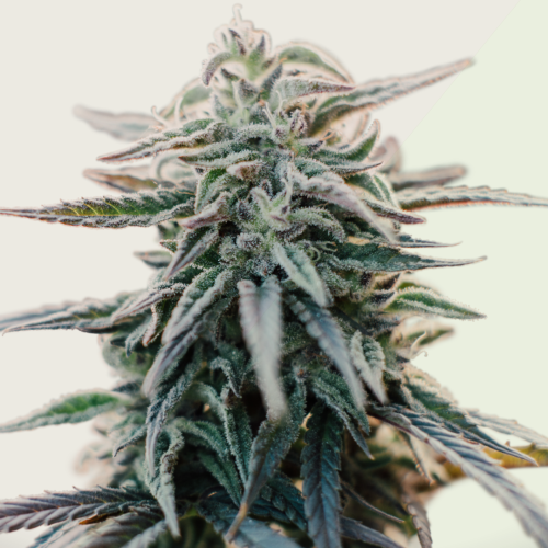 Kera Seeds - White Widow Auto