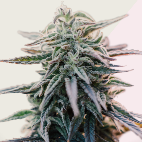 Kera Seeds - White Widow