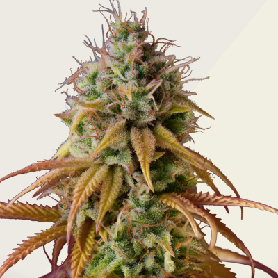 Kera Seeds - Zkittels Auto