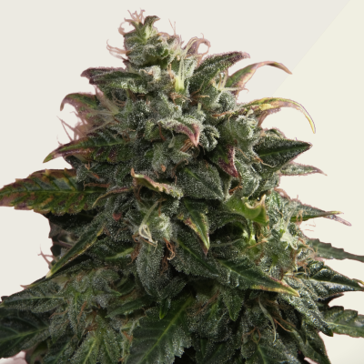 Kera Seeds - Pineapple Sativa Auto