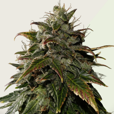 Kera Seeds - Royal Queen Diamond Auto