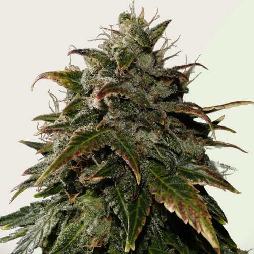 Kera Seeds - Royal Queen Diamond Auto
