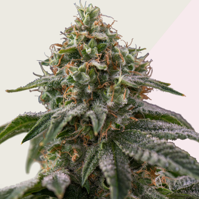 Kera Seeds - Royal Queen Diamond