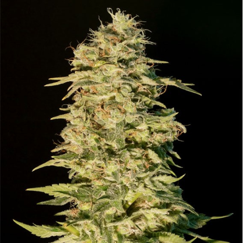 Genehtik - OG Lemon Bilbo