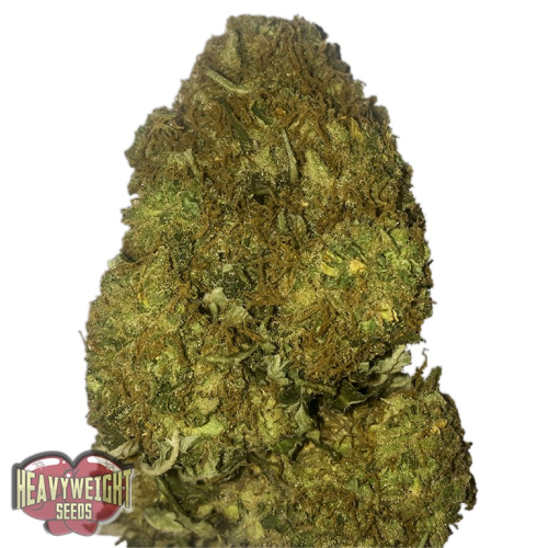 Heavyweight Seeds - Skunky Monkey Auto