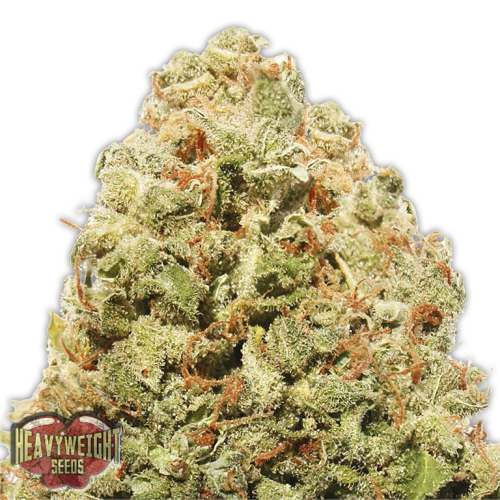 Heavyweight Seeds - Strawberry Cake