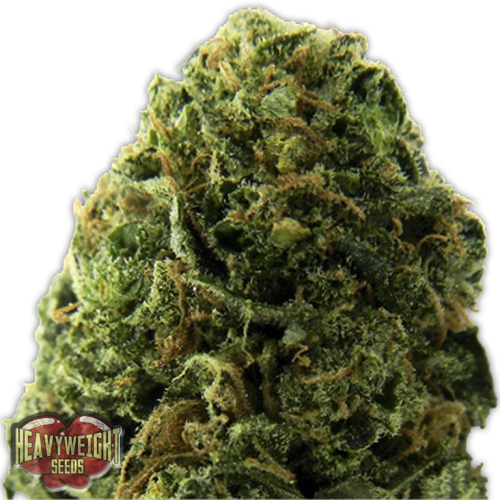 Heavyweight Seeds - Massive Midget Auto