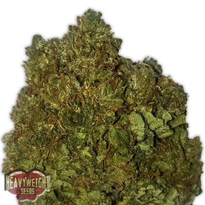 Heavyweight Seeds - Money Bush