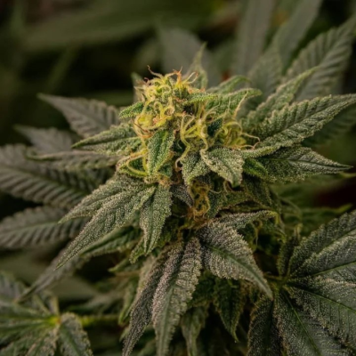 Highbreed Seeds - Brick Banana Blocks