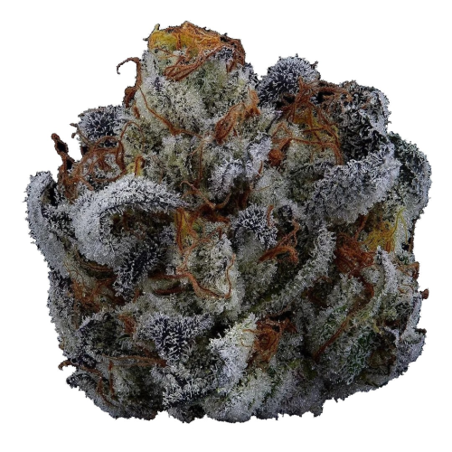 Highbreed Seeds - Gary Rainbow Road Auto