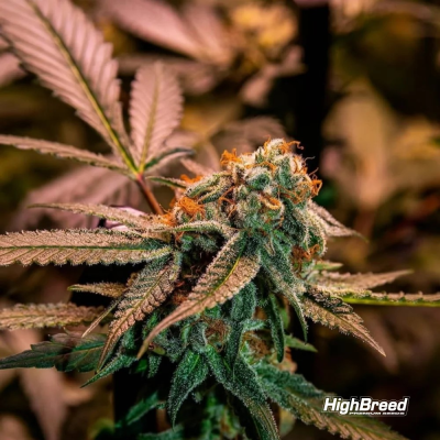 Highbreed Seeds - Gary Rainbow Road
