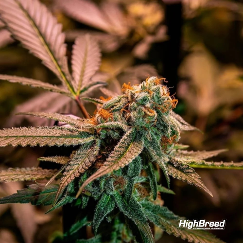 Highbreed Seeds - Gary Rainbow Road
