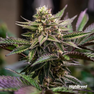 Highbreed Seeds - Gomu Gomu Mango
