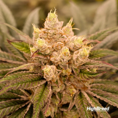 Highbreed Seeds - Sherbet Jedi Joint