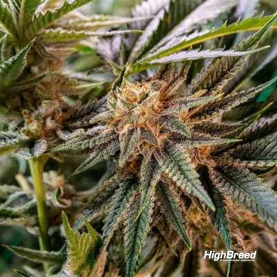 Highbreed Seeds - Super Saiyan Runtz