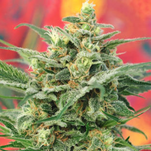 Mandala Seeds - 8 Miles High regular