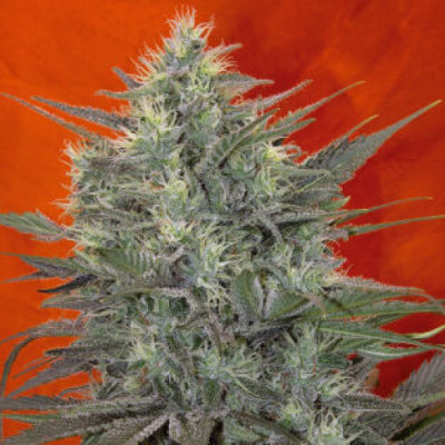 Mandala Seeds - Satori