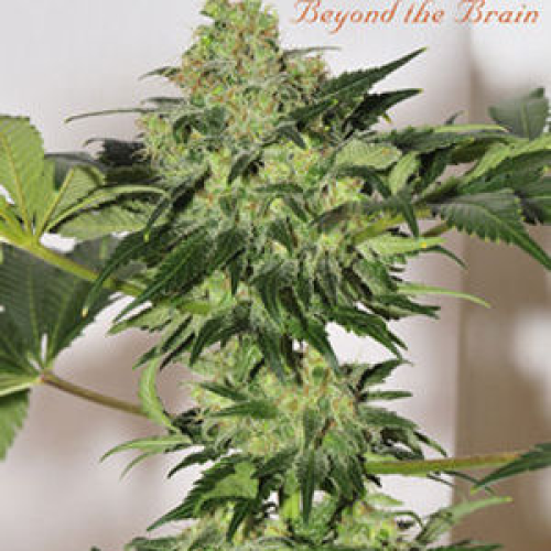 Mandala Seeds - Beyond The Brain regular