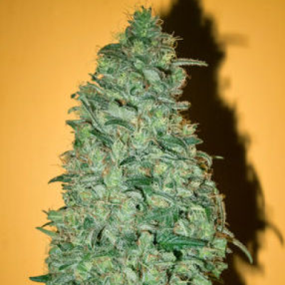 Mandala Seeds - California Dream