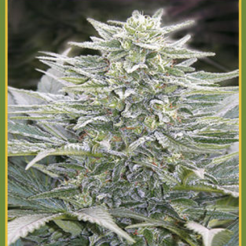 Mandala Seeds - Hashberry regular