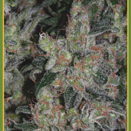 Mandala Seeds - Kalichakra regular