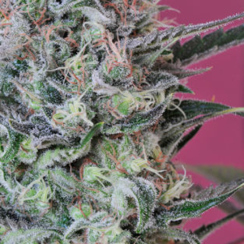 Mandala Seeds - Krystalica regular