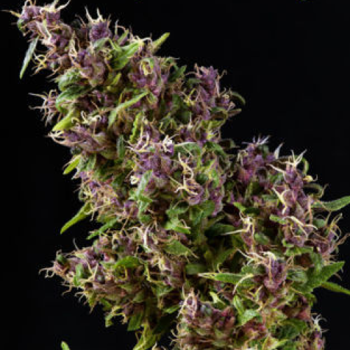 Mandala Seeds - Purple Paro Valley