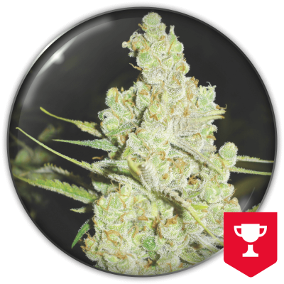 Medical Seeds Co. - 1024