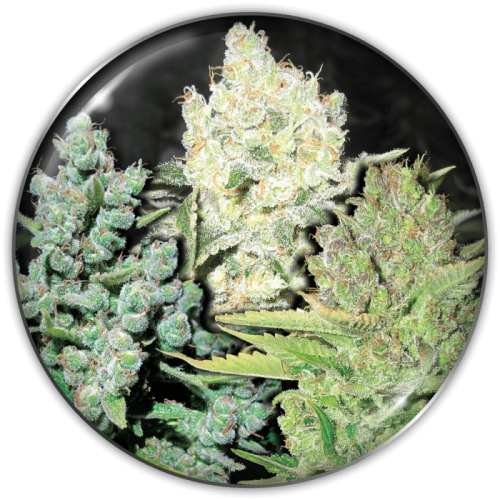 Medical Seeds Co. - Collection 4