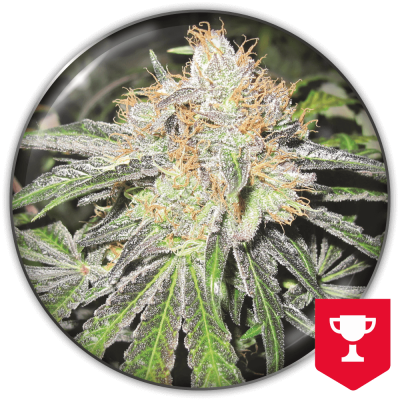 Medical Seeds Co. - Deep Neville regular