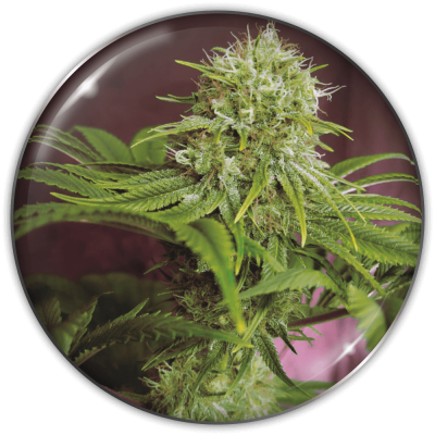 Medical Seeds Co. - Elixir Vitae CBD