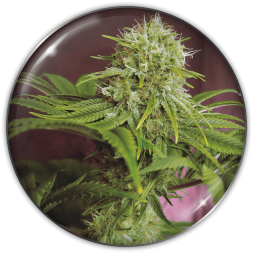 Medical Seeds Co. - Elixir Vitae CBD