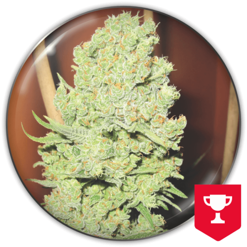 Medical Seeds Co. - Channel +