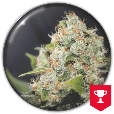Medical Seeds Co. - BCN Sour Diesel