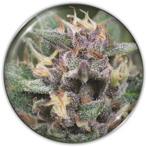 Medical Seeds Co. - Bluehell Auto