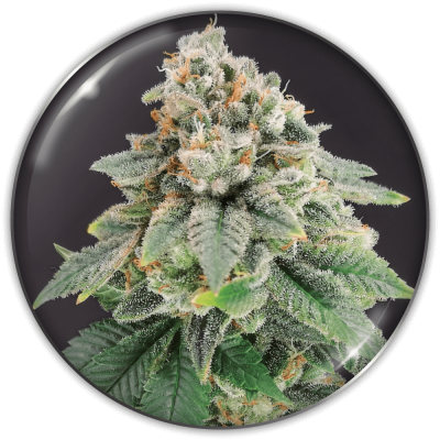 Medical Seeds Co. - Bluehell CBD