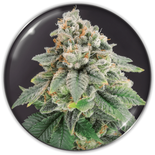 Medical Seeds Co. - Bluehell CBD