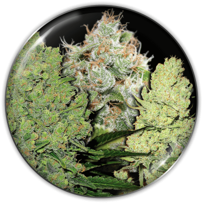 Medical Seeds Co. - Collection 1