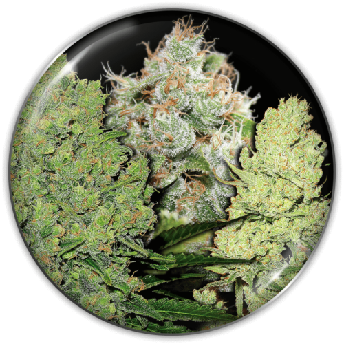 Medical Seeds Co. - Collection 1