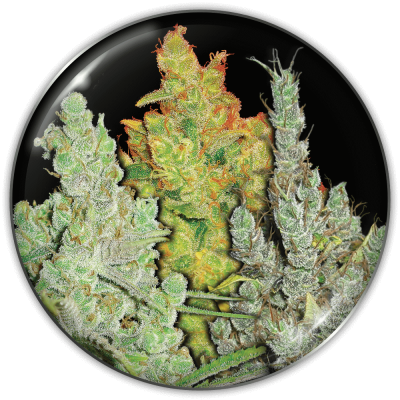 Medical Seeds Co. - Collection 2